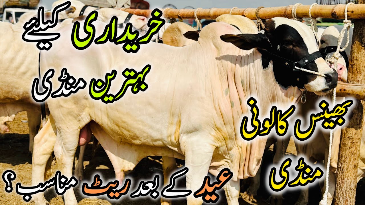 Bhains Colony Karachi Cattle Rates Update | 25 March 2026 | Cow Mandi 2026