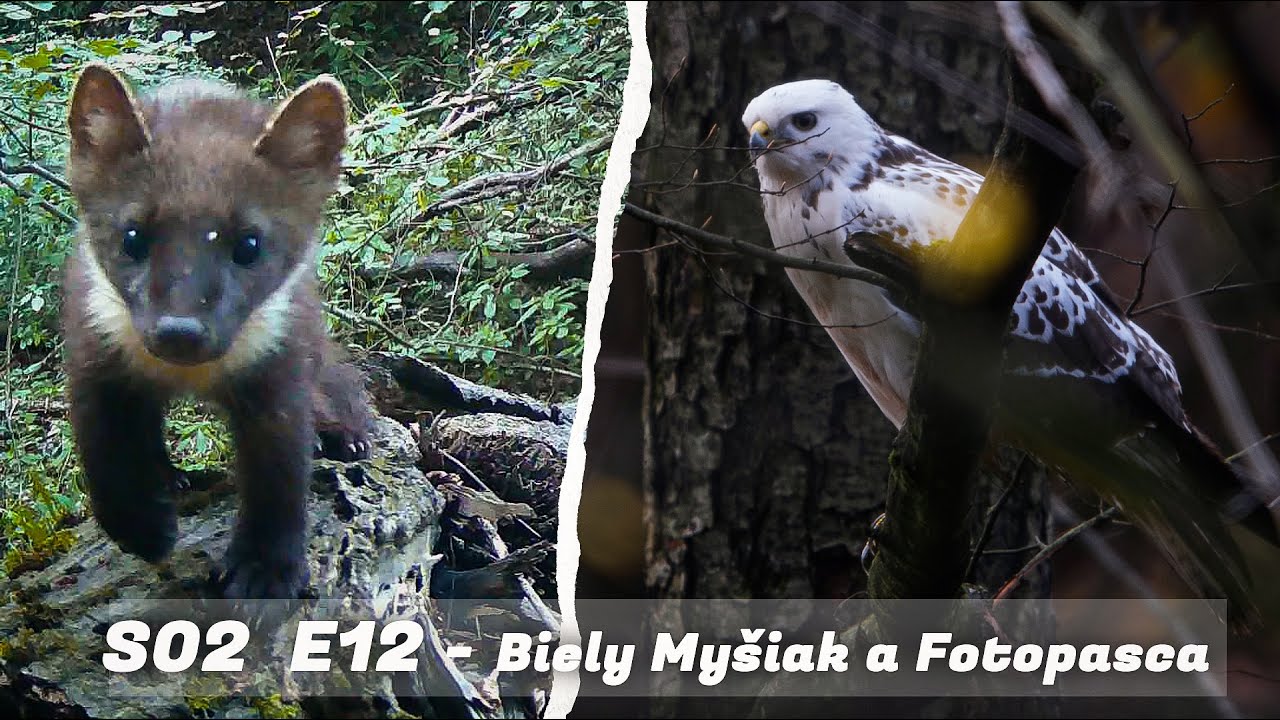 ZA KOPČEKOM S02 E12 - Biely Myšiak a Fotopasca
