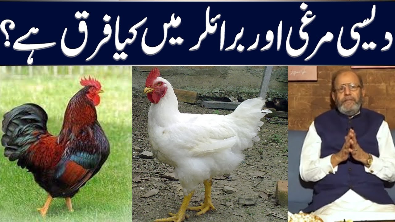 Desi Chicken vs Broiler Chicken | Dr Muhammad Arshad Official