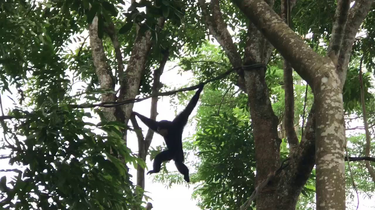 Siamang Singing & Swinging at Singapore Zoo
