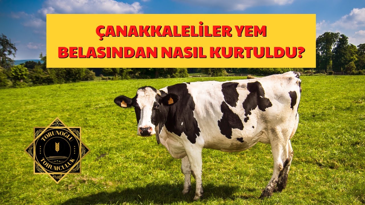 SİLAJLIK SOYA TOHUMU - ÇANAKKALELİLER SİLAJLIK SOYA ile YEMDEN NASIL KURTULDU?
