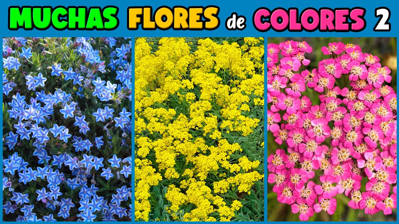 10 PLANTAS con FLORES PEQUEÑAS pero MUY ABUNDANTES