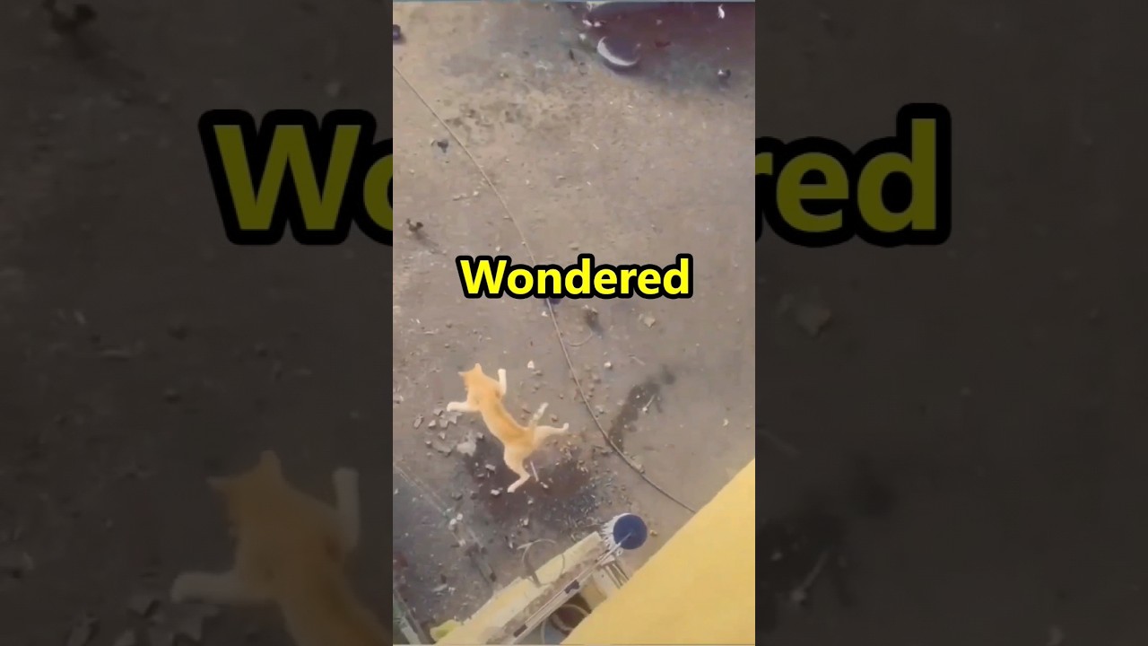 Why do cats🐈 have 9 lives?