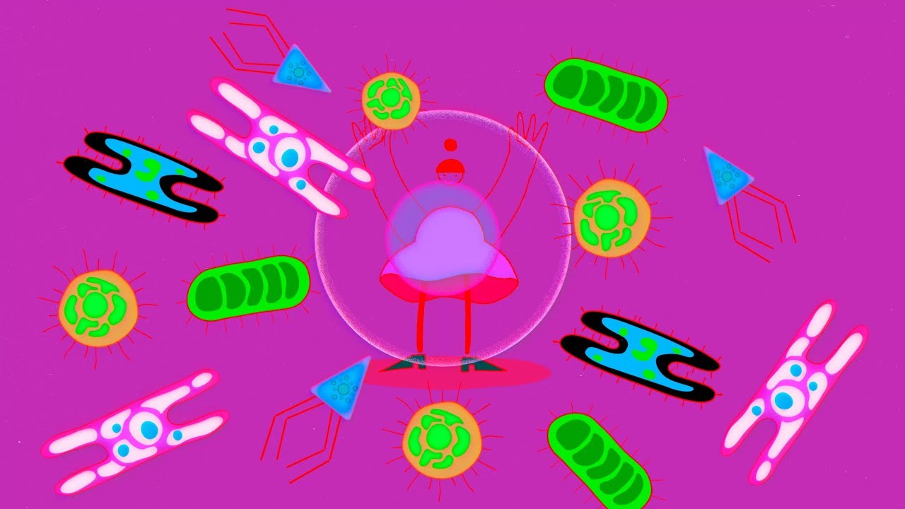 B and T cells&mdash;the organizing principle of the adaptive immune system