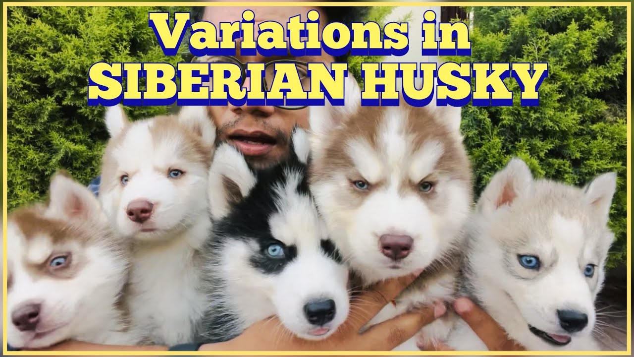 ⚠️Husky लेने से पहले ये Video देख लो... ⚠️