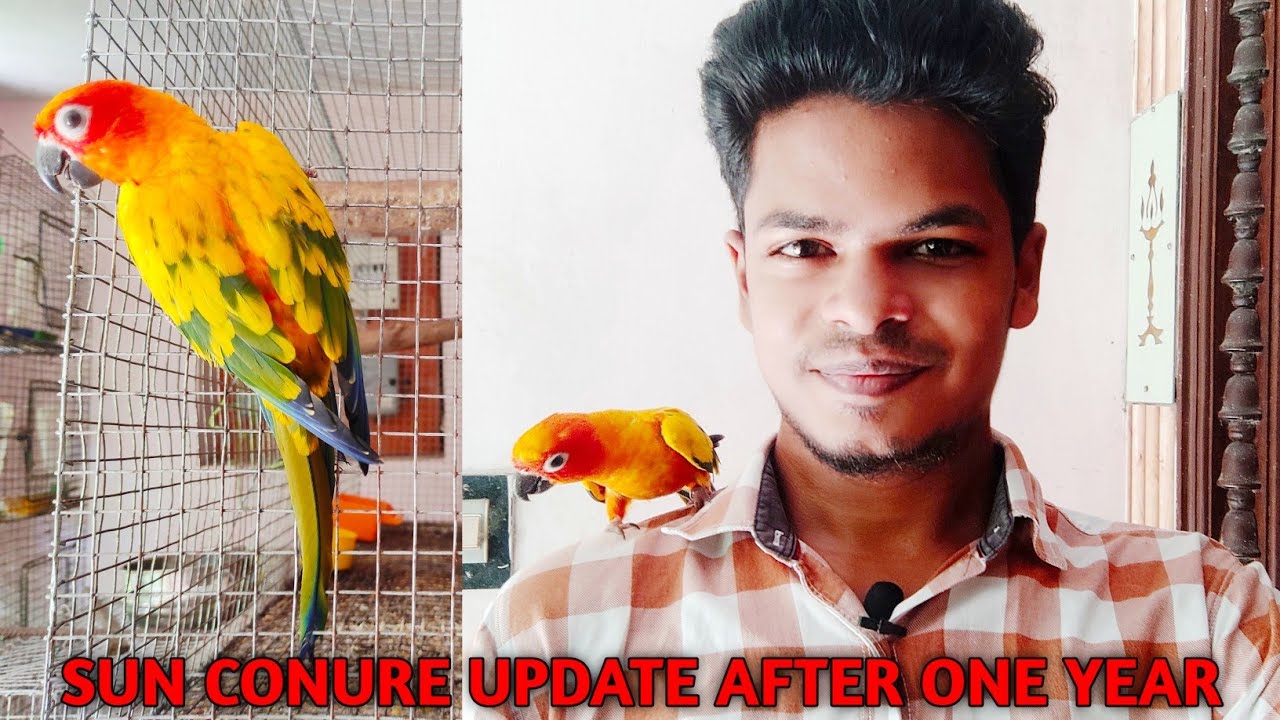 Sun conure update | Sun conure care | Sun conure bird | Tamil