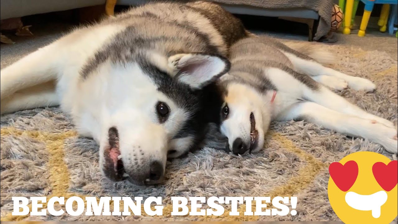 Puppy Gets Brave & Starts Play Fighting & Cuddles! [BECOMING BESTIES!]