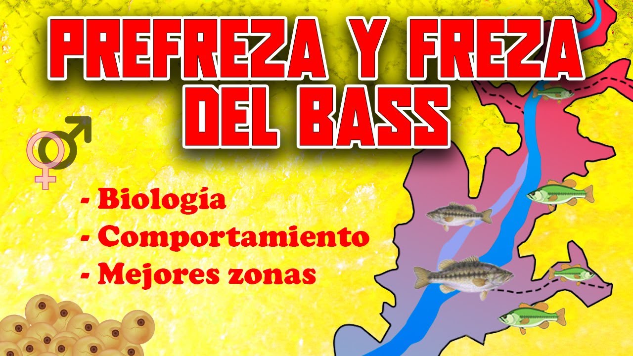 🎣 PRE-FREZA / FREZA del BASS 🏆 - PESCAR en PRIMAVERA