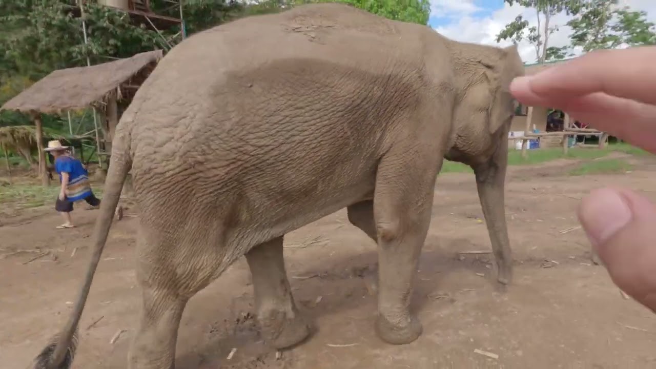 NEW Elephant Home at Chiang Mai Sanctuary + Beautiful Wat Den Sali Si Temple | Thailand Part 1