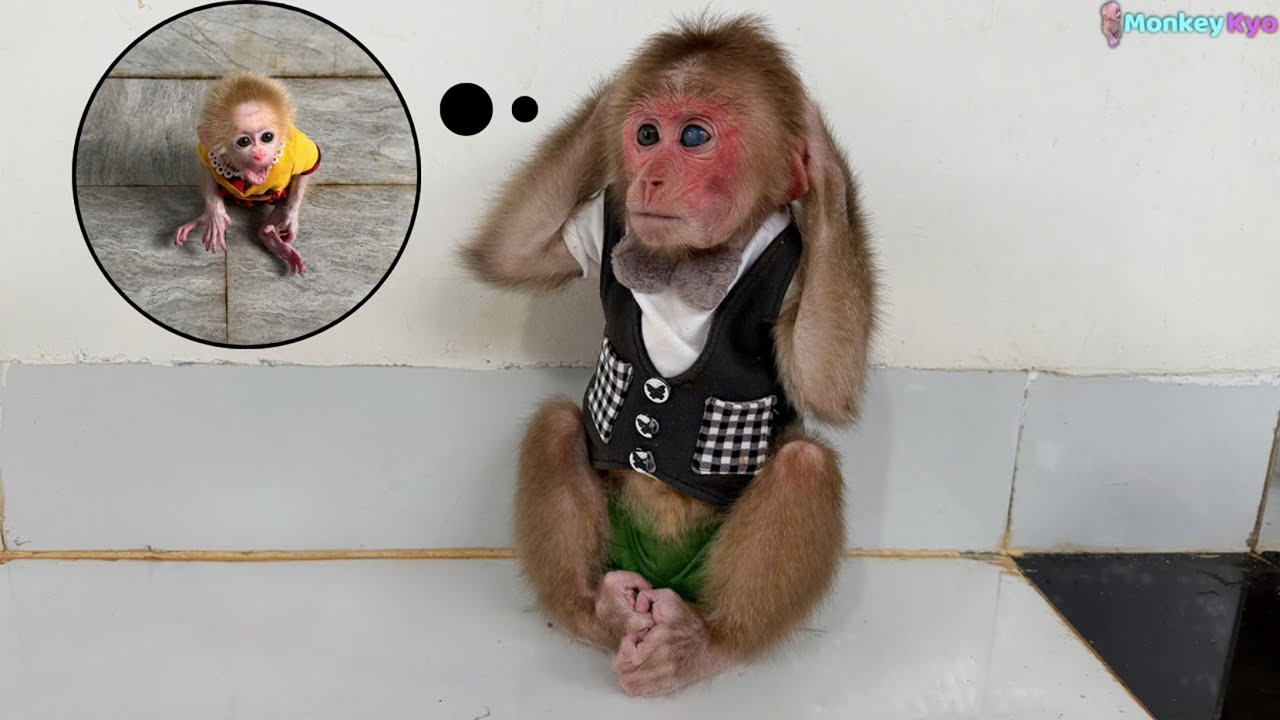 Baby Monkey BuNa Gets Lost in an Unexpected Place… Will Kyo Find Him?