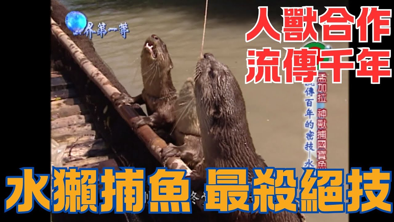 【人獸合作 最殺捕魚技】🐟水獺捕魚,連鱷魚都吃?!😱 日本鸕鶿鵜鶘抓香魚《Drama說書人EP32》世界第一等