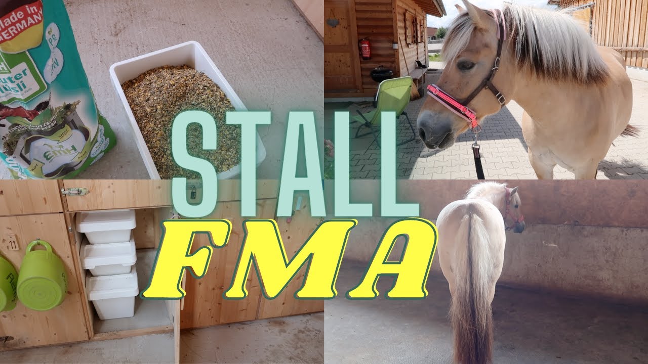 Pferd Ausdauer Training Stalltag