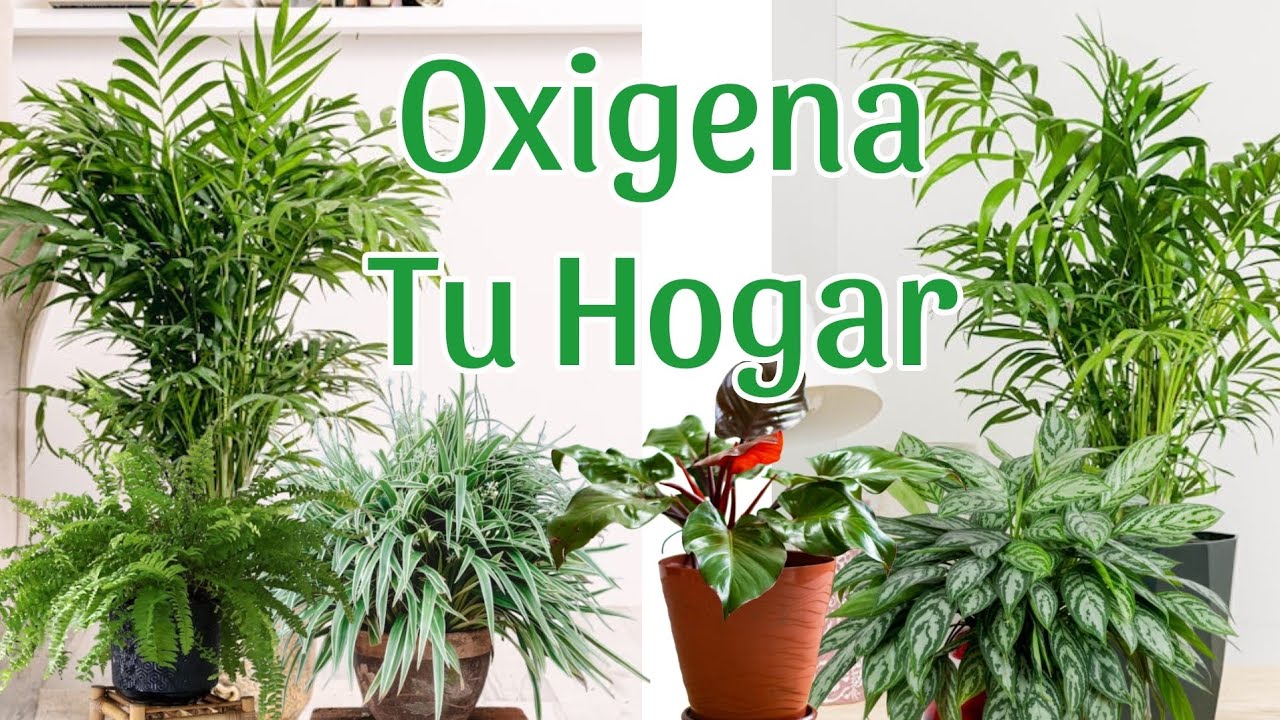 20 Plantas de Interior que PURIFICAN  el Aire y MEJORAN  tu Hogar