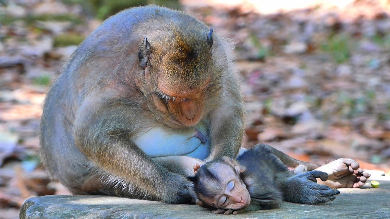 Adorable Time 💛 Mom Jinx Gives Special Grooming to Little Jagger, So Comfortable, | MSSRMedia