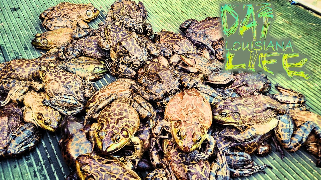 Catching HUGE BULLFROGS in the South Louisiana Swamp!