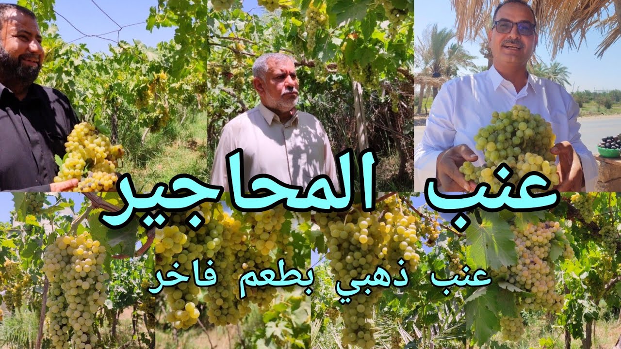 عنب المحاجير في قضاء المناذرة النجف العراق 🇮🇶 عنب ذهبي  فاخر بطعم عسلي  مميز