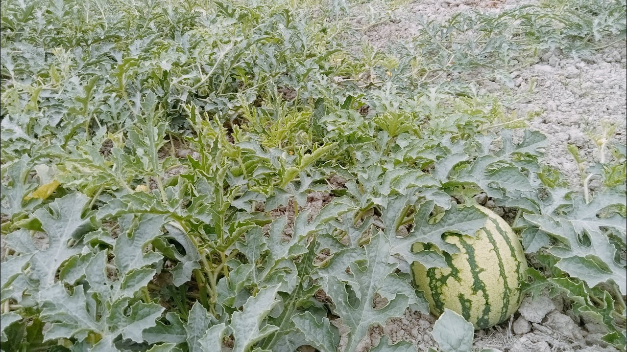 তরমুজের বাম্পার ফলন এবার#watermelon