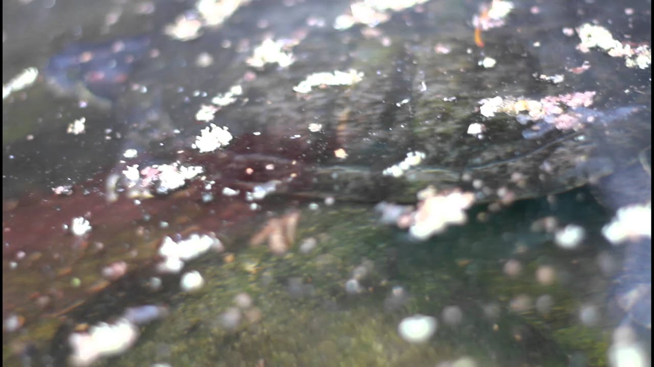 Turtle Peek