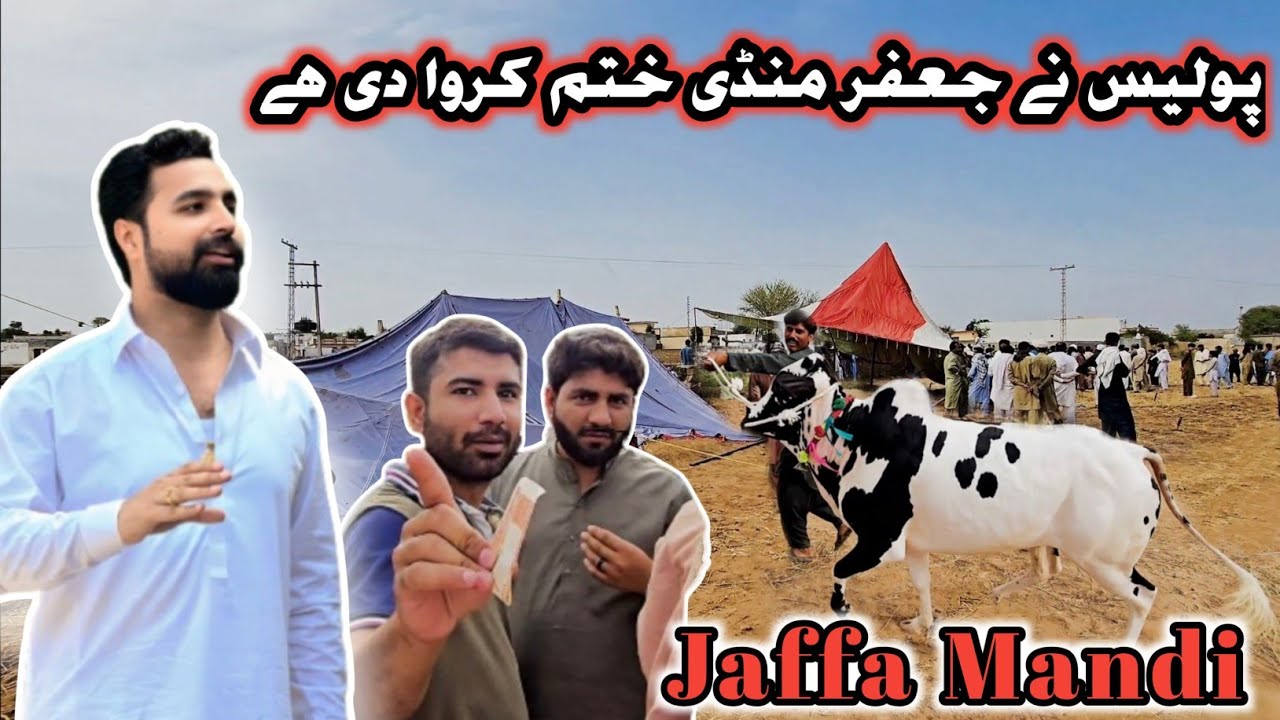 Jaffar Mawashi Mandi Update - Fathajungi Bulls - Deadliest Fateh Jang Bulls - Season Start 2025