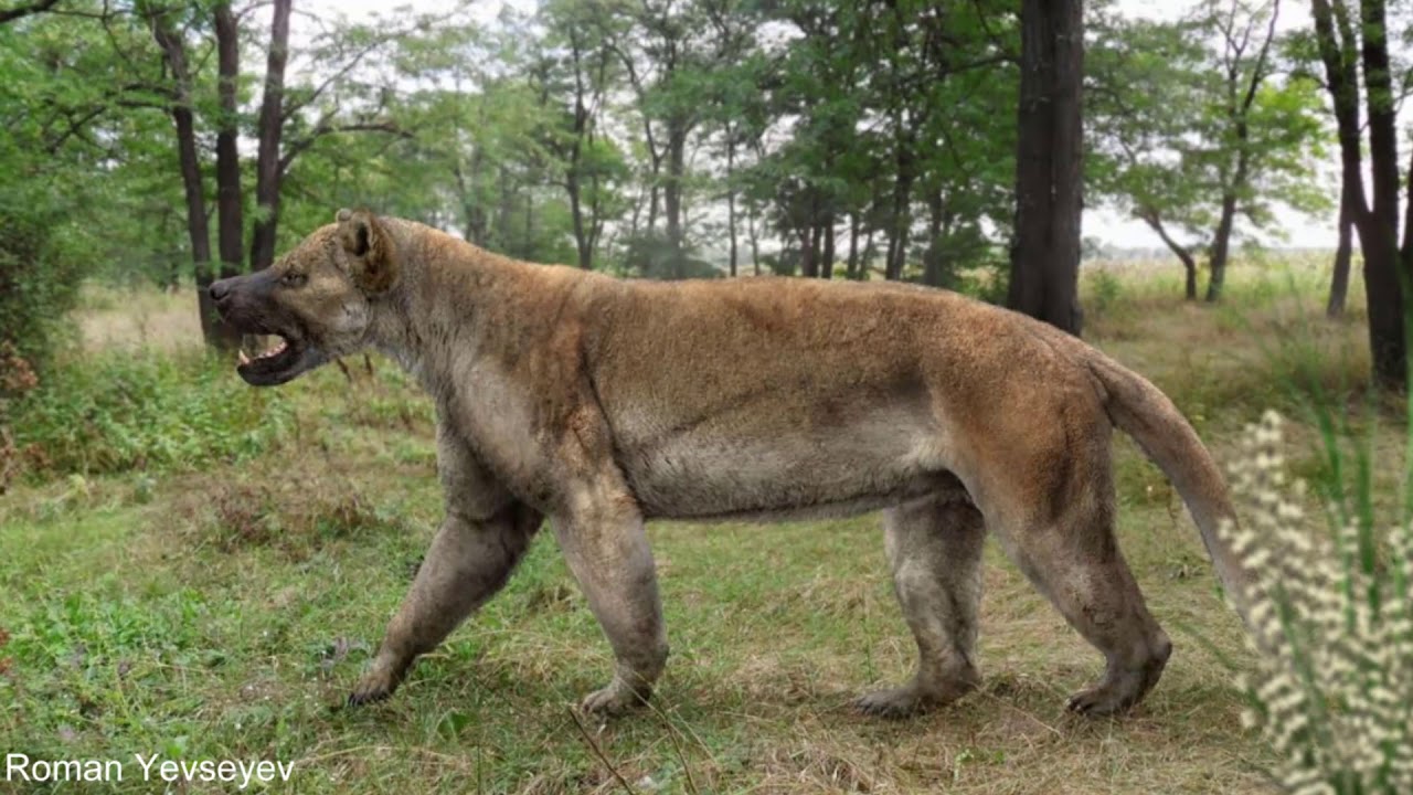 Кошки, собаки и 20-миллионная история соперничества