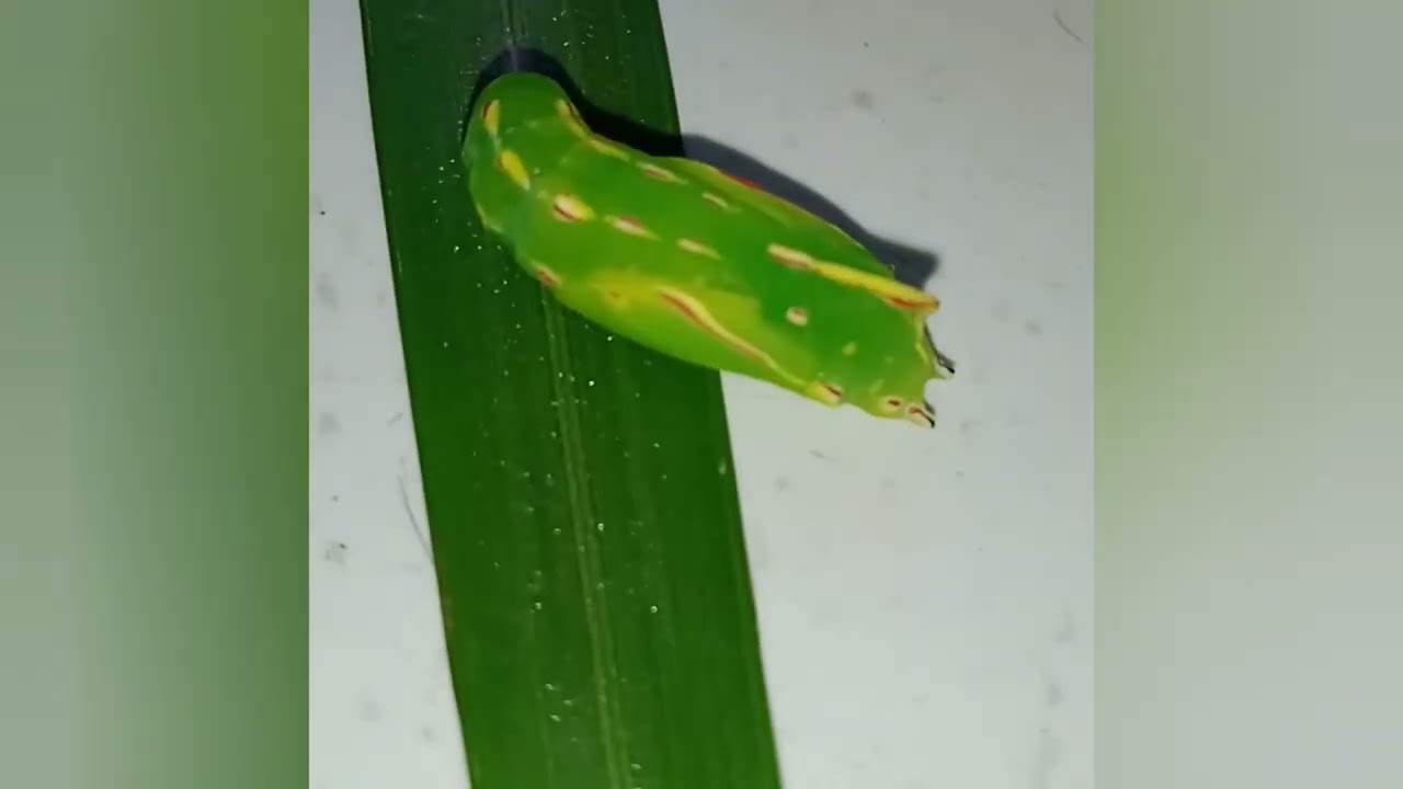 Shocking Predator Avoidance Behaviour of a Pupa  #insects