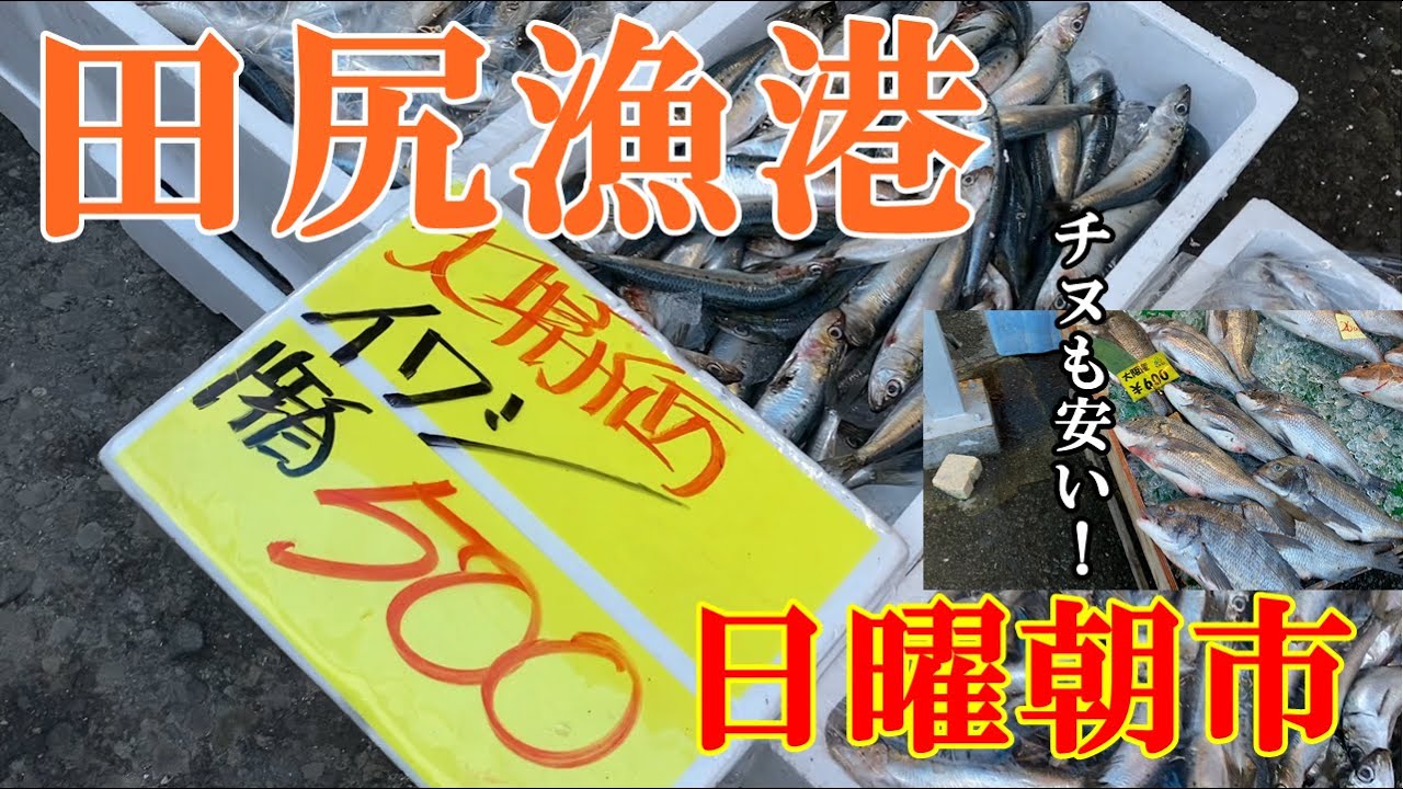 2023年11月中旬　田尻漁港朝市　何買う？　大阪府 / 魚市場 / 朝市 / 鮮魚 / 激安 / かかり釣り