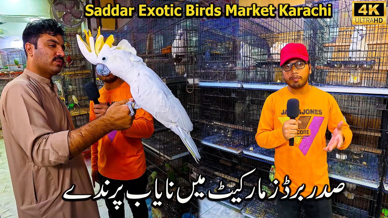Saddar Exotic Birds and Parrots Market 2025 Karachi | Macaw Parrots Cockatoos Parrots Lories Parrots