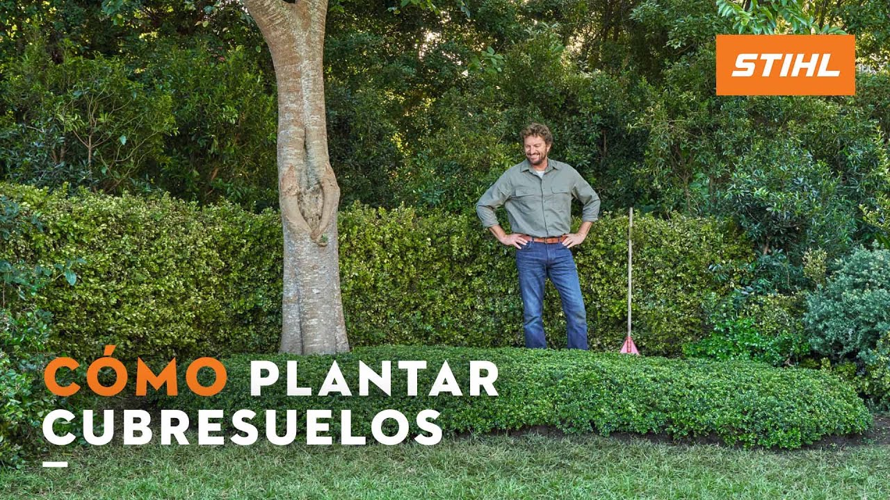 Cómo plantar correctamente las plantas cubresuelos o tapizantes para tu jardín