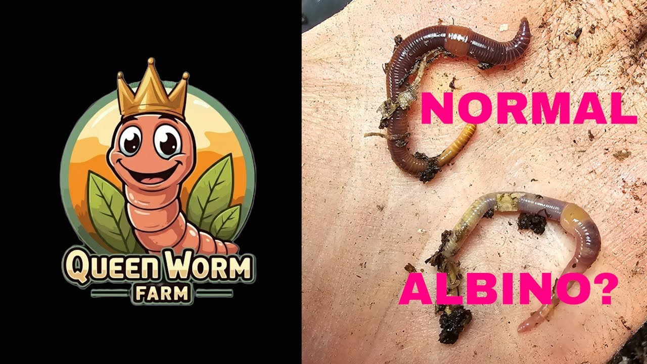 Albino Red Wiggler Worm found? Is there such a thing?