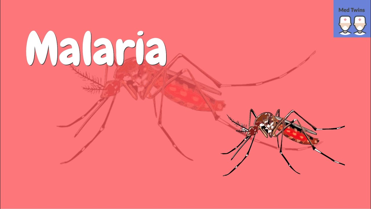 Патофизиология малярии [Жизненный цикл плазмодия, общие симптомы]
