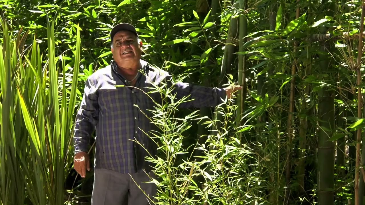 Vivero de Bambú en Xico, Veracruz