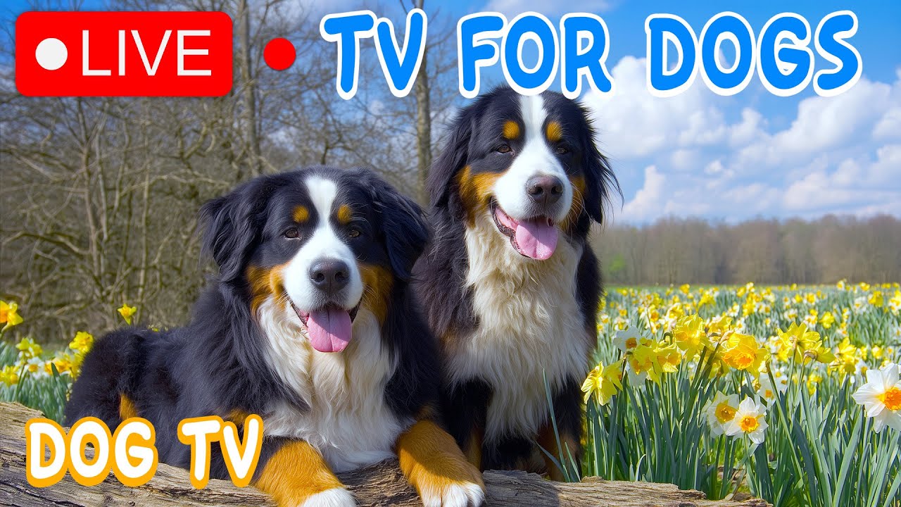 12 часов Dog TV 🎵🐶 Спокойная музыка для глубокого сна и снятия стресса 🐾🩷 Успокаивает тревогу