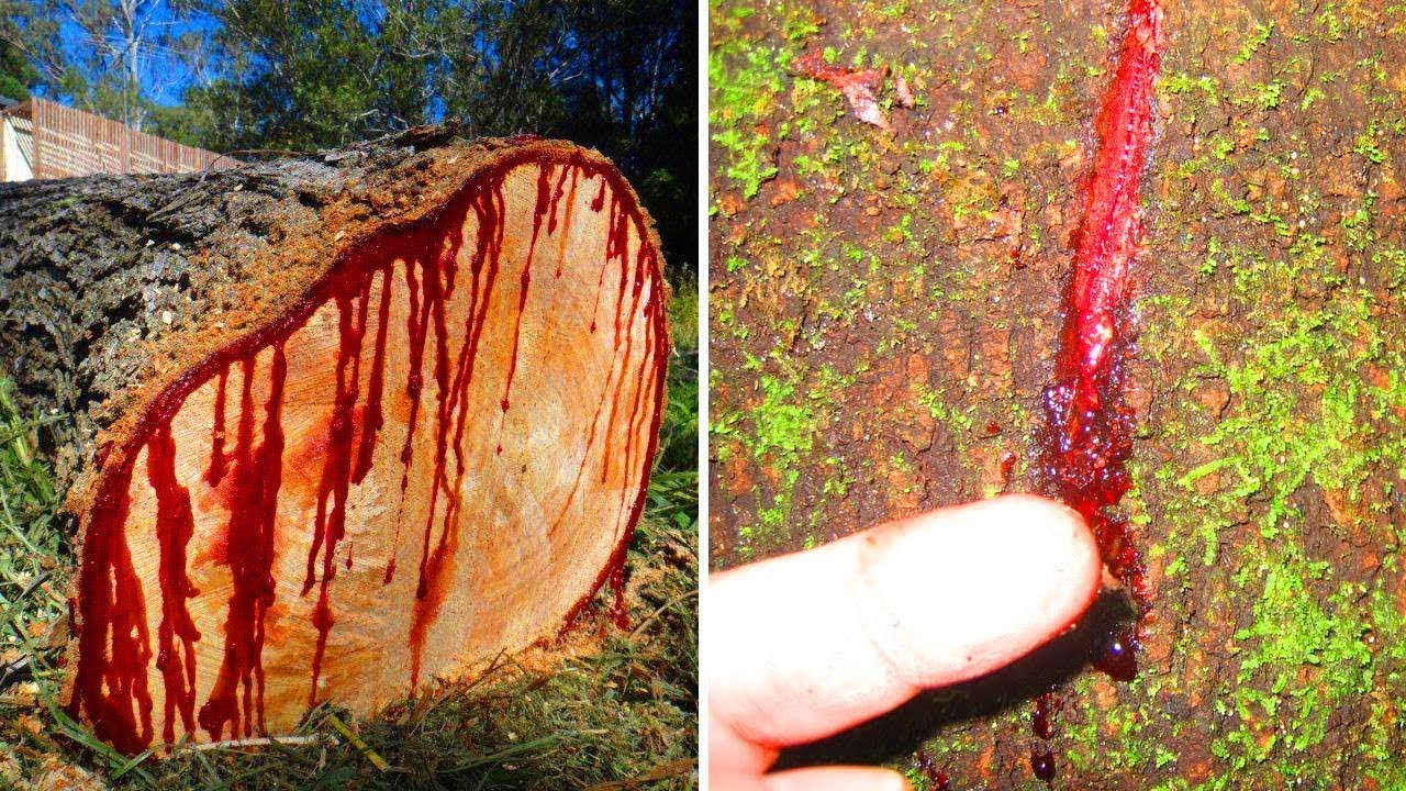 Facts about the strangest tree in the world | Dragon Blood