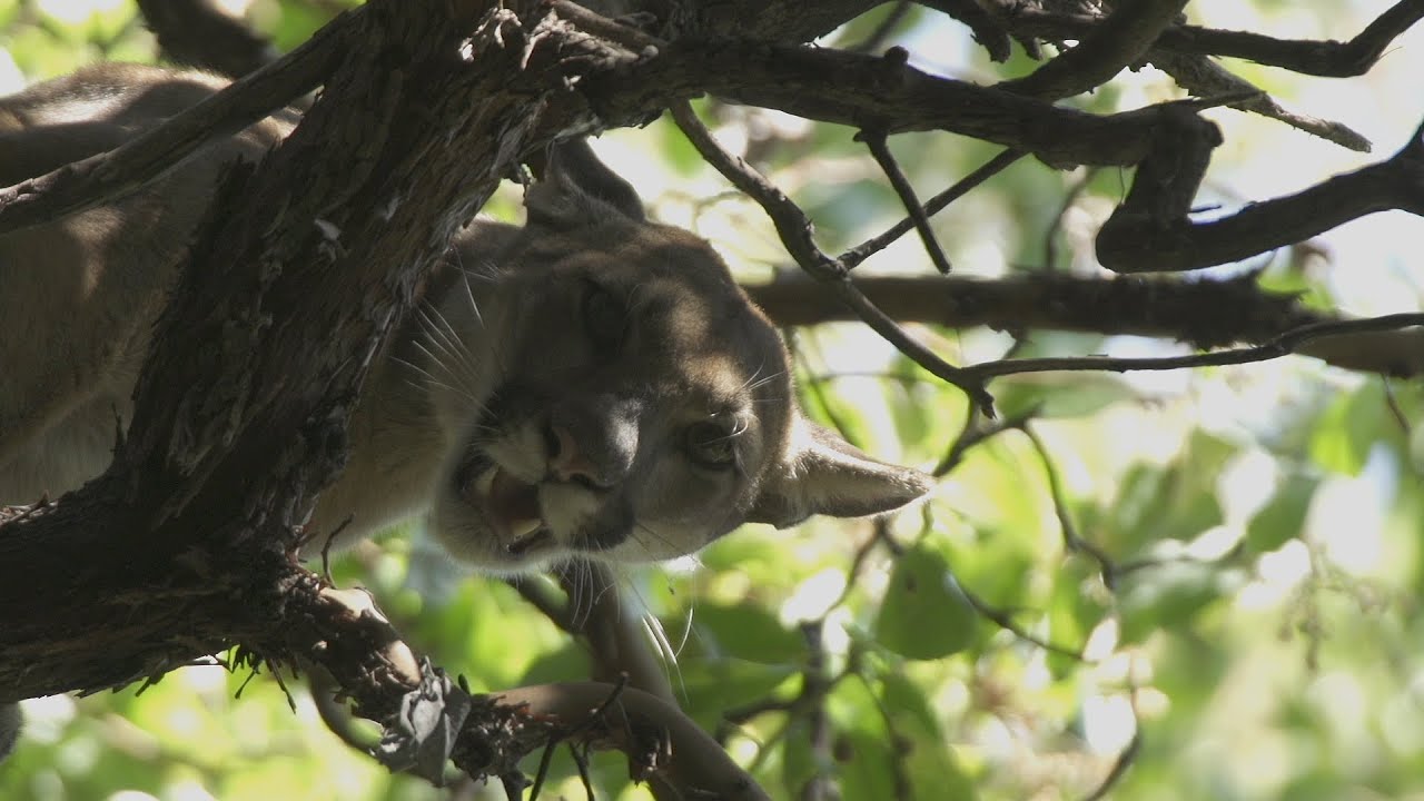 Science on the SPOT: Chasing Pumas