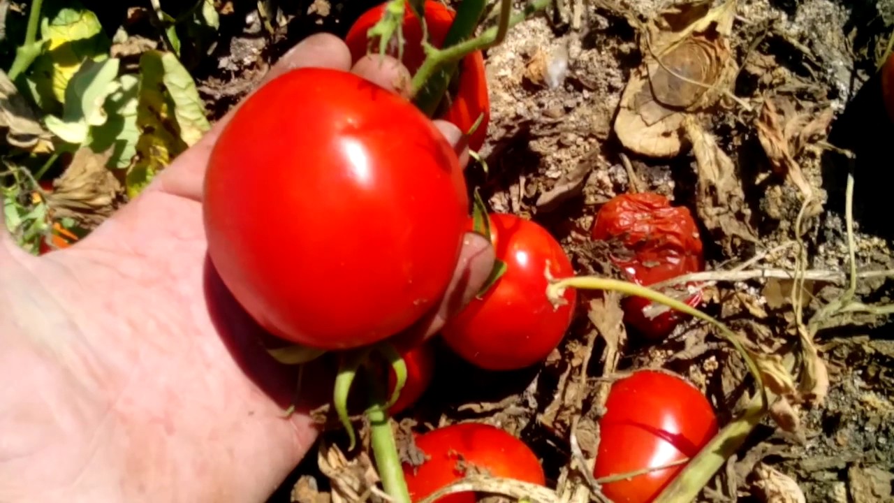 Tomates sv 8840