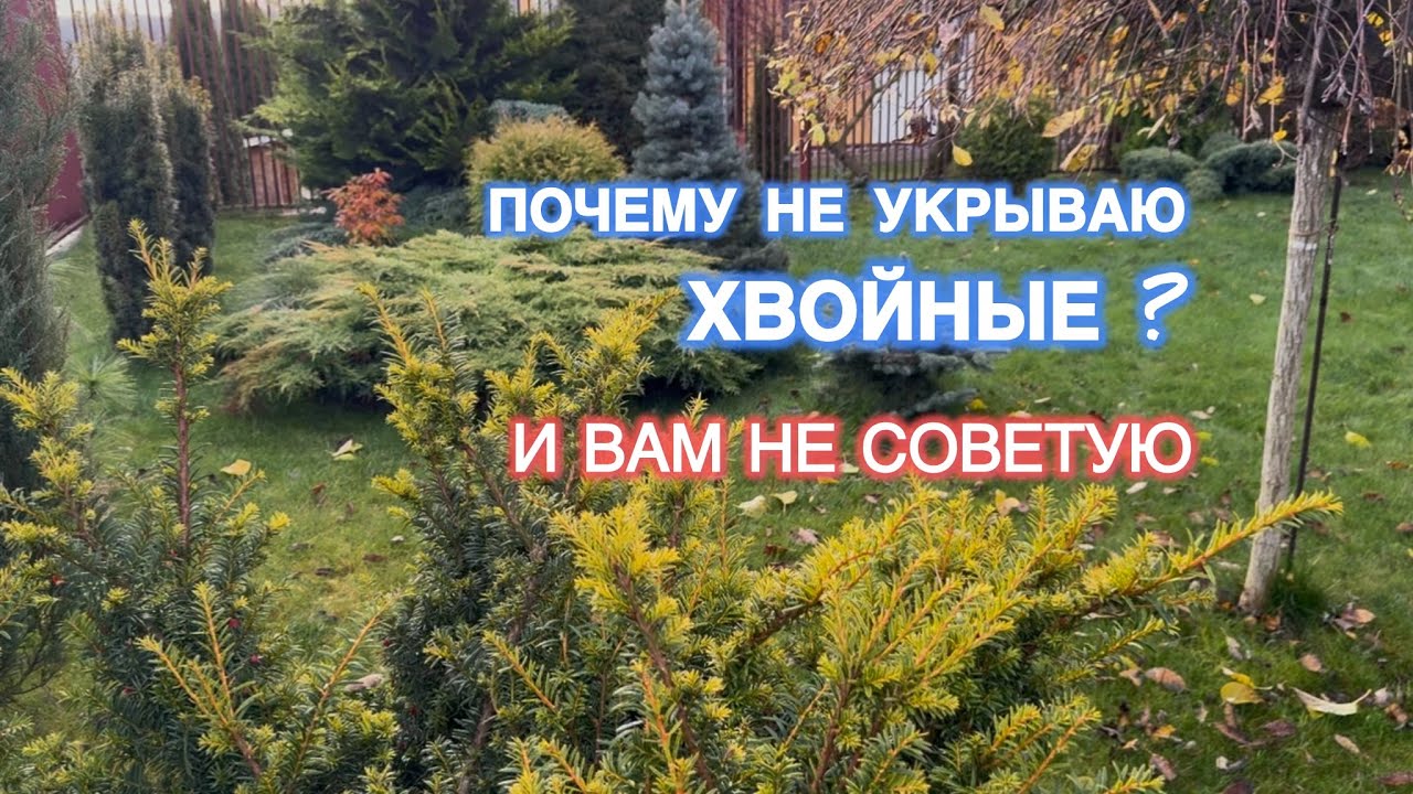 Мой бунт: почему я не укрываю хвойные и что делаю вместо этого (результаты впечатляют)