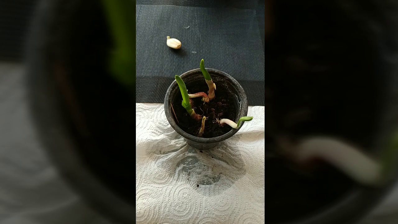 #garlic grown at home - #ail - #aglio #green #polliceverde #faidate #bio #food #salute
