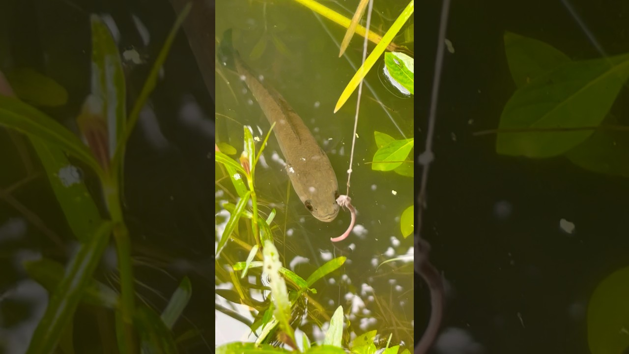 My snakehead fish #shorts #viral #trending #fishing #fish #snakeheadfish