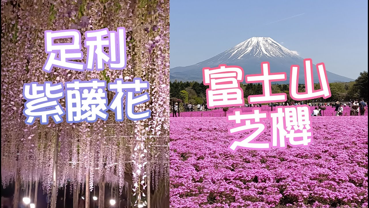 日本賞櫻 | 足利紫藤花&富士山芝櫻