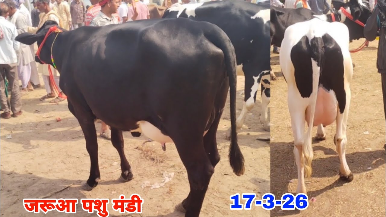 आप लोग भी अच्छी गाय की तलाश में है तो एक बार जरूर आए जरूआ पशु मंडी में किसान भाइयों. #cow #farming 