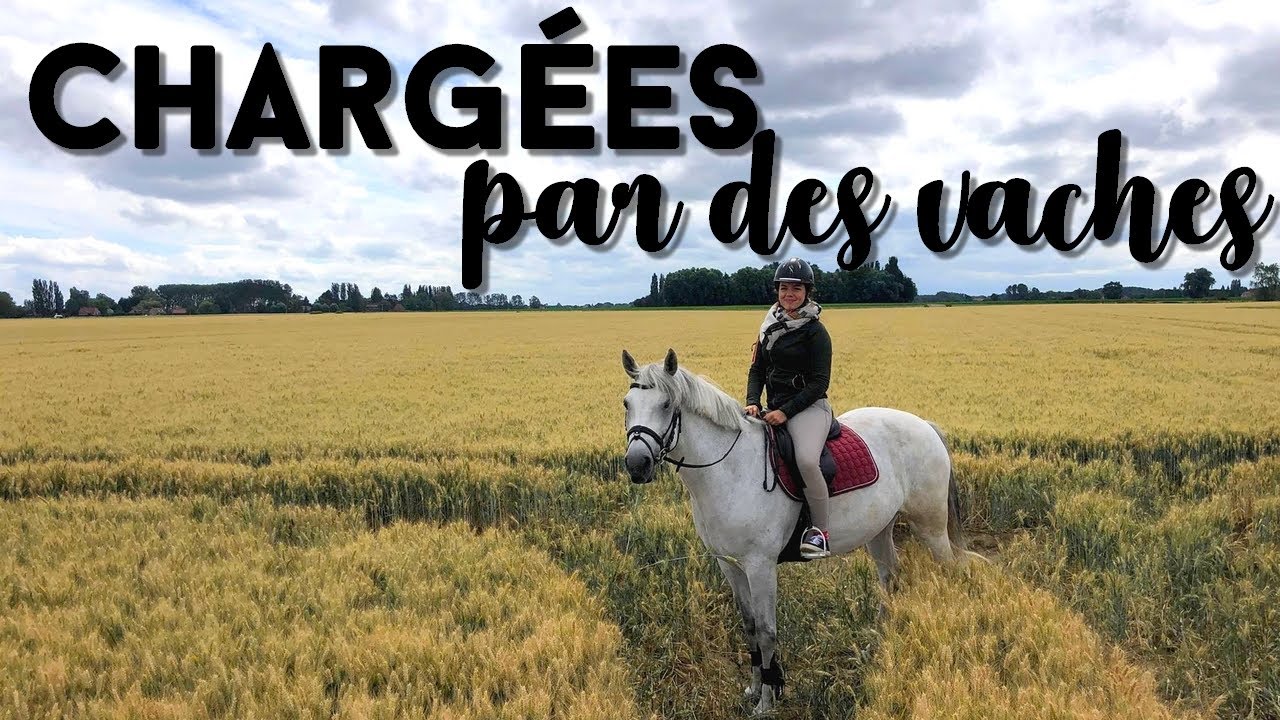 Vaches & cross : Une balade riche en émotions