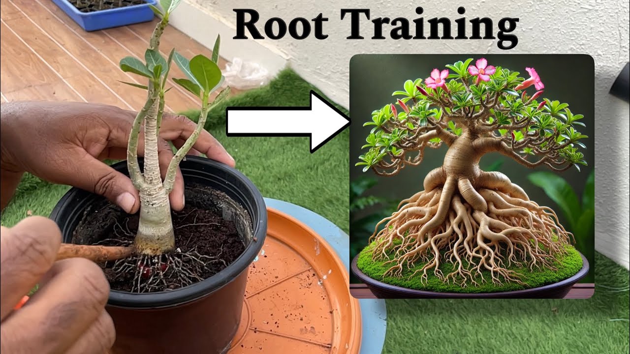 🌱✨ How to Train & Radiate Adenium Roots 🌿 For Stunning Growth 🌸🔥 | Step-by-Step Guide 📖👉