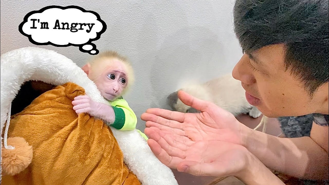 How to calm an angry baby monkey?