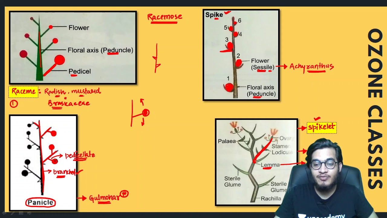 Types of Inflorescence: Racemose, Cymose, Special type & their Sub-types | Most Informative Video