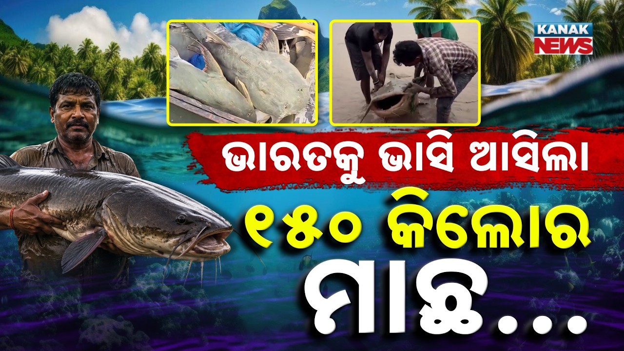 ଭାରତକୁ ଭାସି ଆସିଲା..୧୫୦ କିଲୋର ମାଛ | Special Report On Giant 150kg Fish Caught In Bihar | Nepal Flood