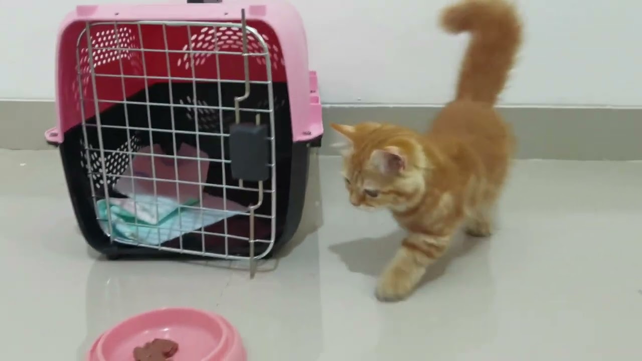 Adopting New Munchkin Kitten