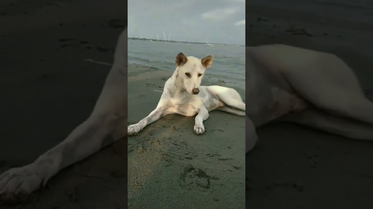 #shorts #subed 🐕&zwj;🦺#trending new trend #shorts