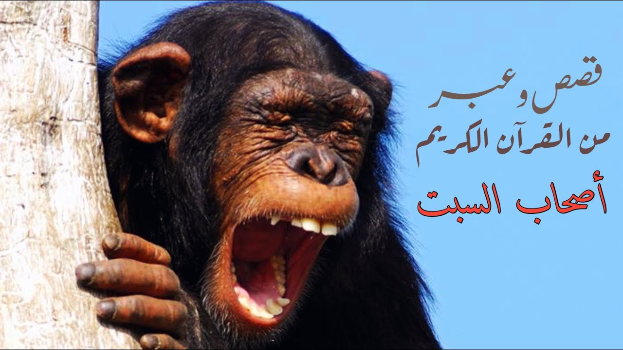 أصحاب السبت القردة- احمد المازن