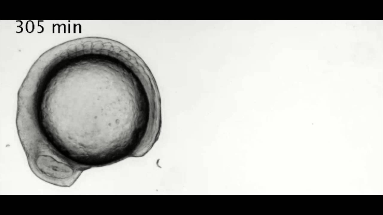 Somitogenesis