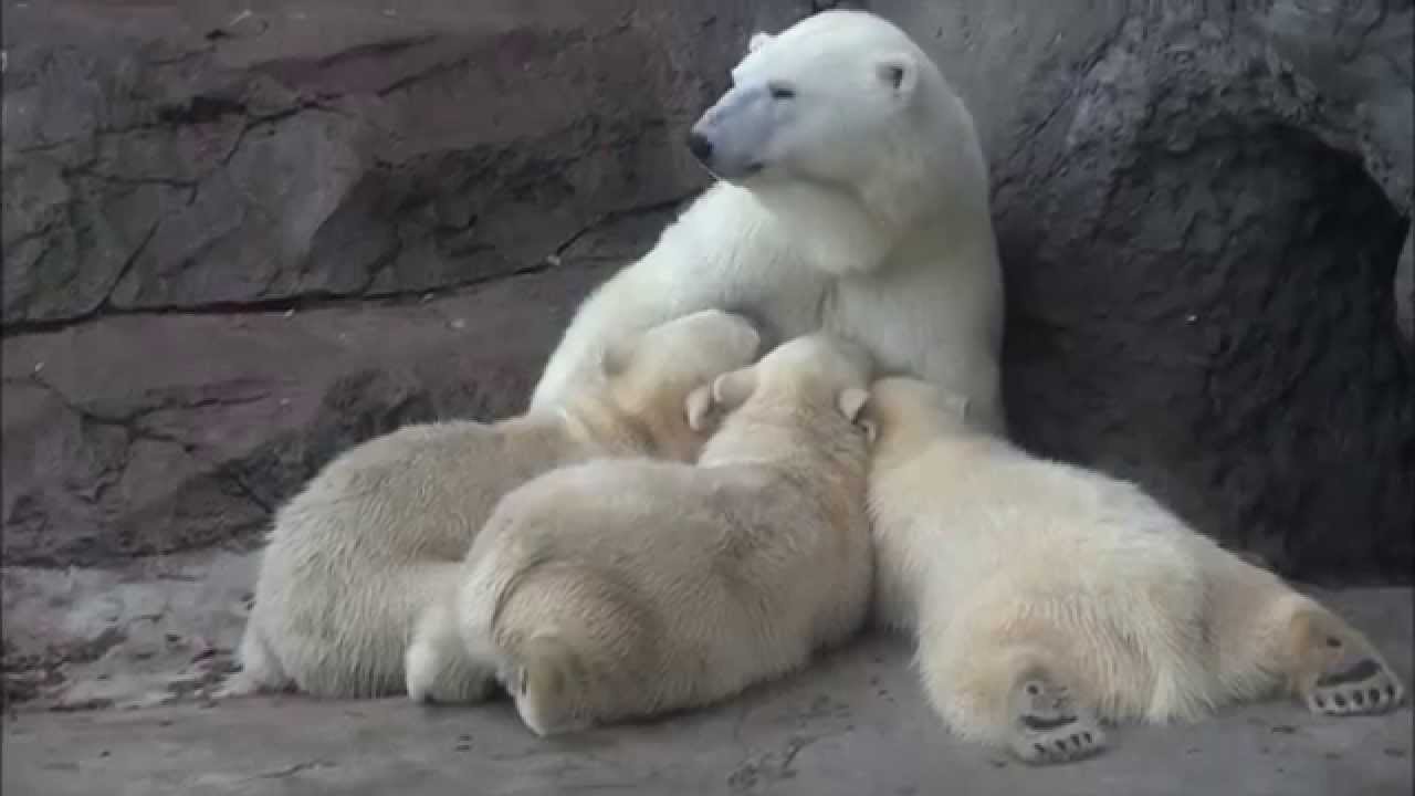 Simona the polar bear nurses her triplet cubs in the late afternoon at Moscow Zoo (Sep.22 2012)